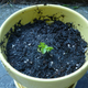 Image for article titled How to Grow Unlimited Celery Without Entering the Contra Code